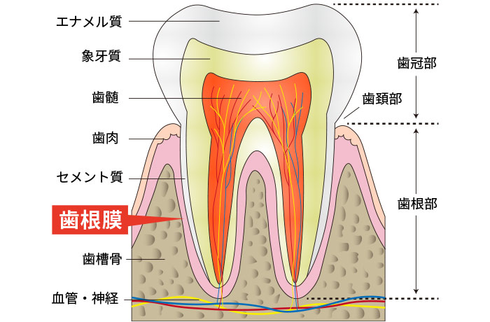 歯根膜は大切な役割を担っています