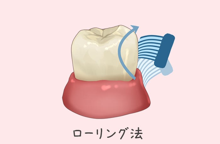 ローリング法の図解(歯ぐきからは先へ回転させて磨く)
